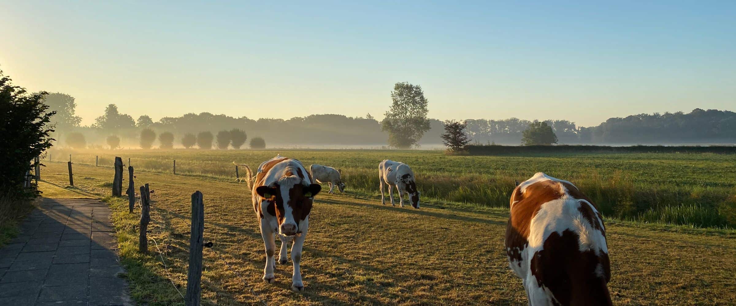 Boerderij de Kleine Wildenberg - uitzicht vanuit de Pipowagen - Tiny house - Diepenveen Deventer