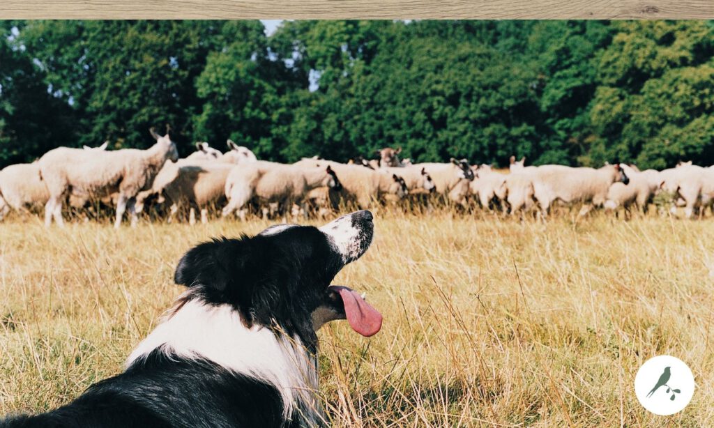 Boerderij de Kleine Wildenberg vergaderen buitenlocatie natuur omgeving deventer workshop schapendrijven sheepdog experience
