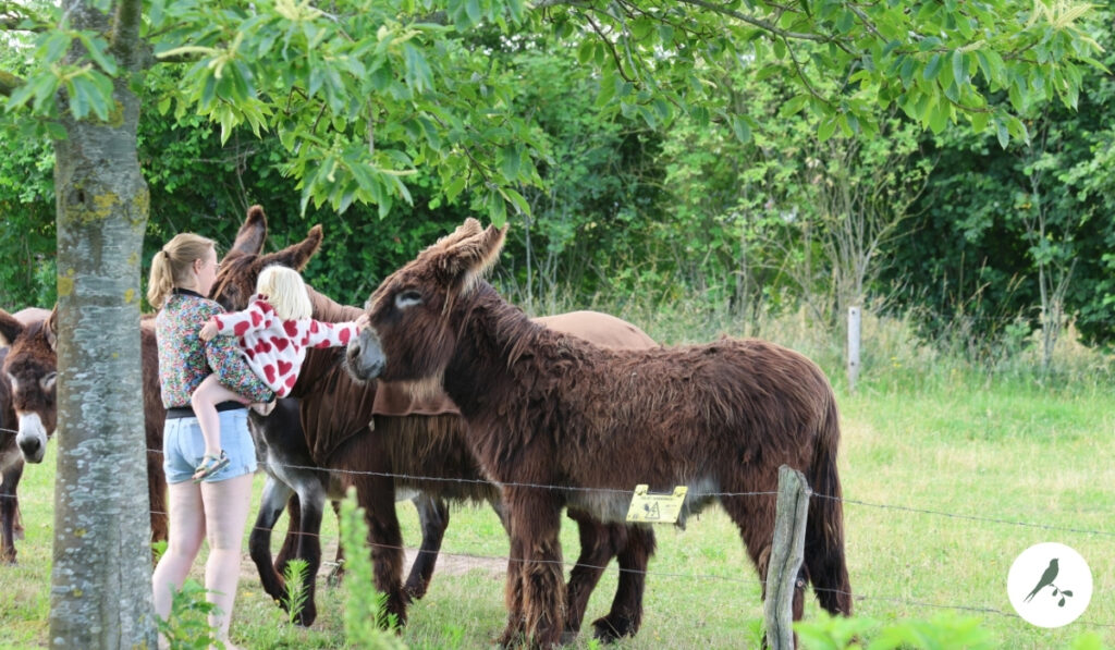 poitou ezels bij de kleine wildenberg zomervakantie met kinderen