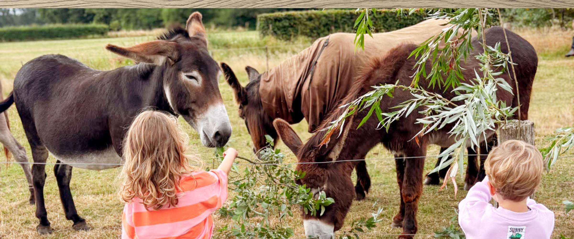 kinderen voeren de ezels tijdens hun boerderijvakantie bij de Kleine Wildenberg